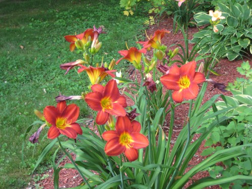 Orange flowers from yard