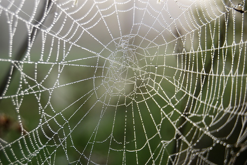 spiderweb