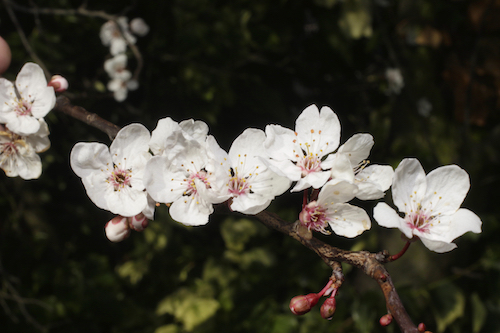 plum tree flowers