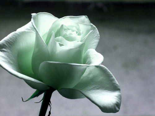 white rose