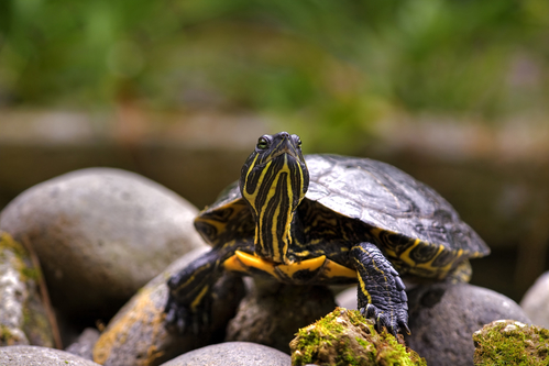 Eastern painted turtle