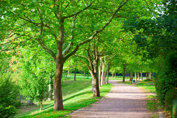 Pedestrian walkway for exercise lined up with beautiful tall trees
