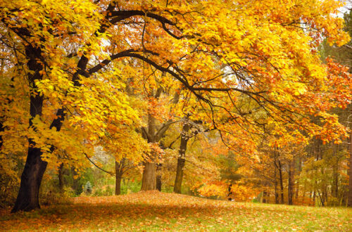 Autumn Gold Trees in a park