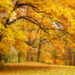 Autumn Gold Trees in a park