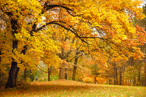 Autumn Gold Trees in a park