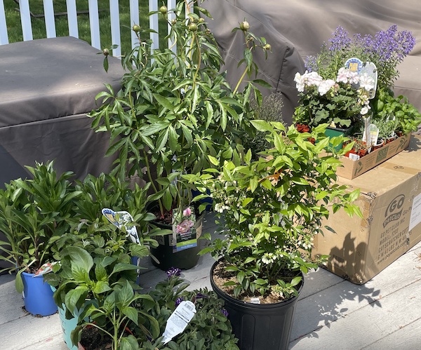 spring 2021 haul of plants