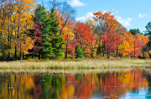 Autumn Leaves reflected