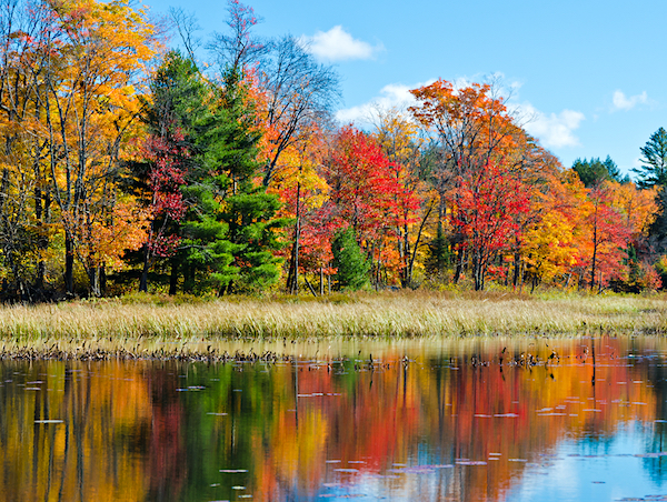 Autumn Leaves reflected