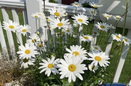 Daisies from my garden