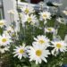 Daisies from my garden