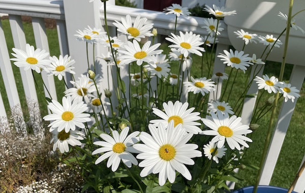 Daisies from my garden