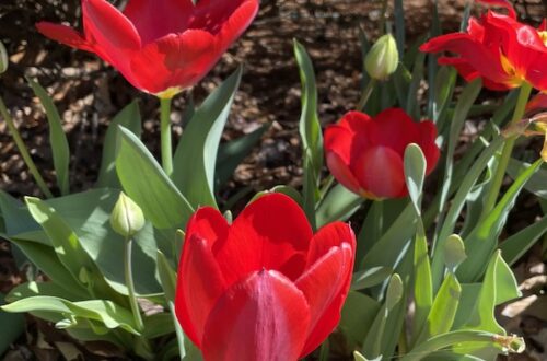 Red tulips front garden