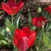 Red tulips front garden