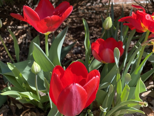 Red tulips front garden