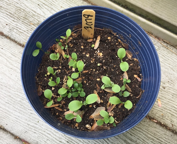 Baby bluebells