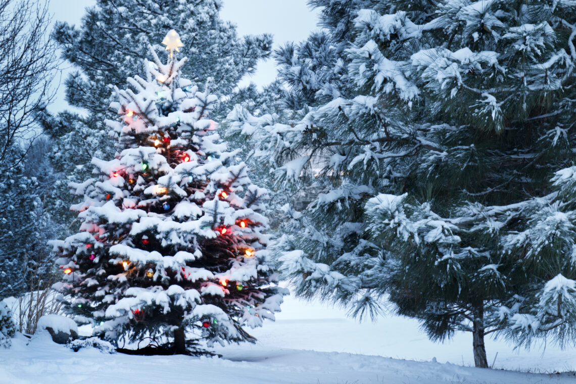 Brightly Lit Snow Covered Christmas Tree In Snowstorm