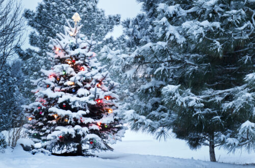 Brightly Lit Snow Covered Christmas Tree In Snowstorm