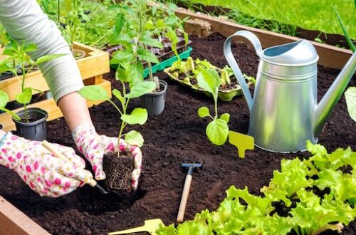 Vegetable gardening