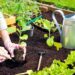 Vegetable gardening