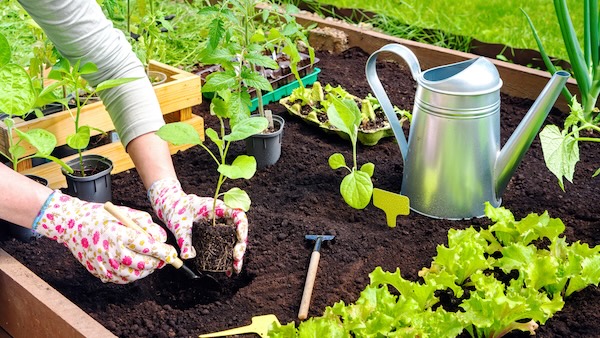 Vegetable gardening